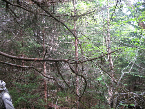 GRSM Accuracy Assessment. Plot Code: GRSM_AA_0176_3