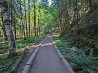 A packed dirt path is bordered by logs and leads through a lush forest of leafy alder trees.