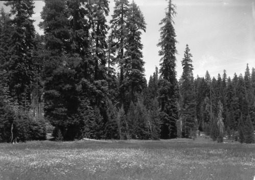 Meadow surrounded by Red Fir trees.