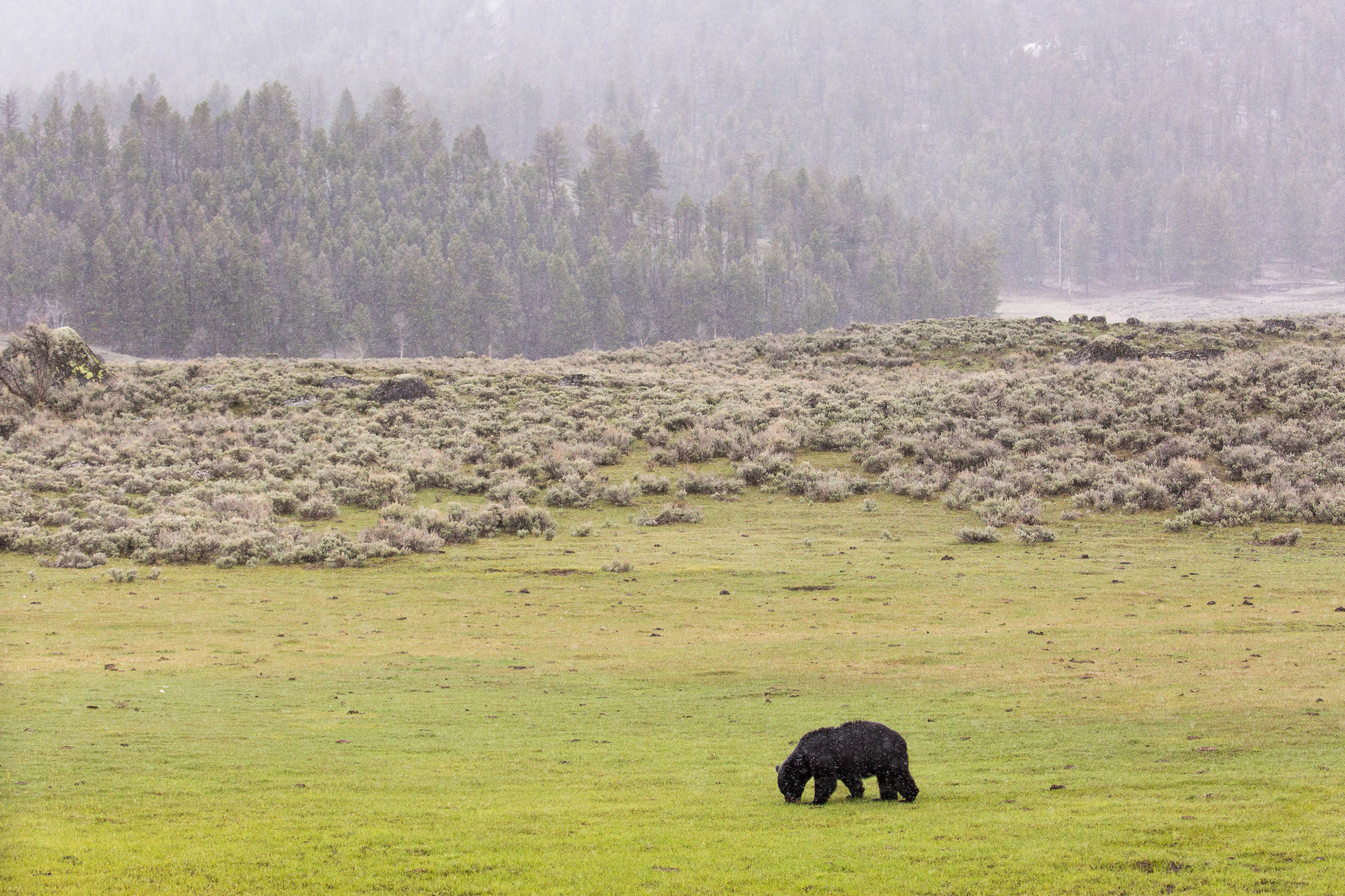 Black bear with head down in grass on a snowy day