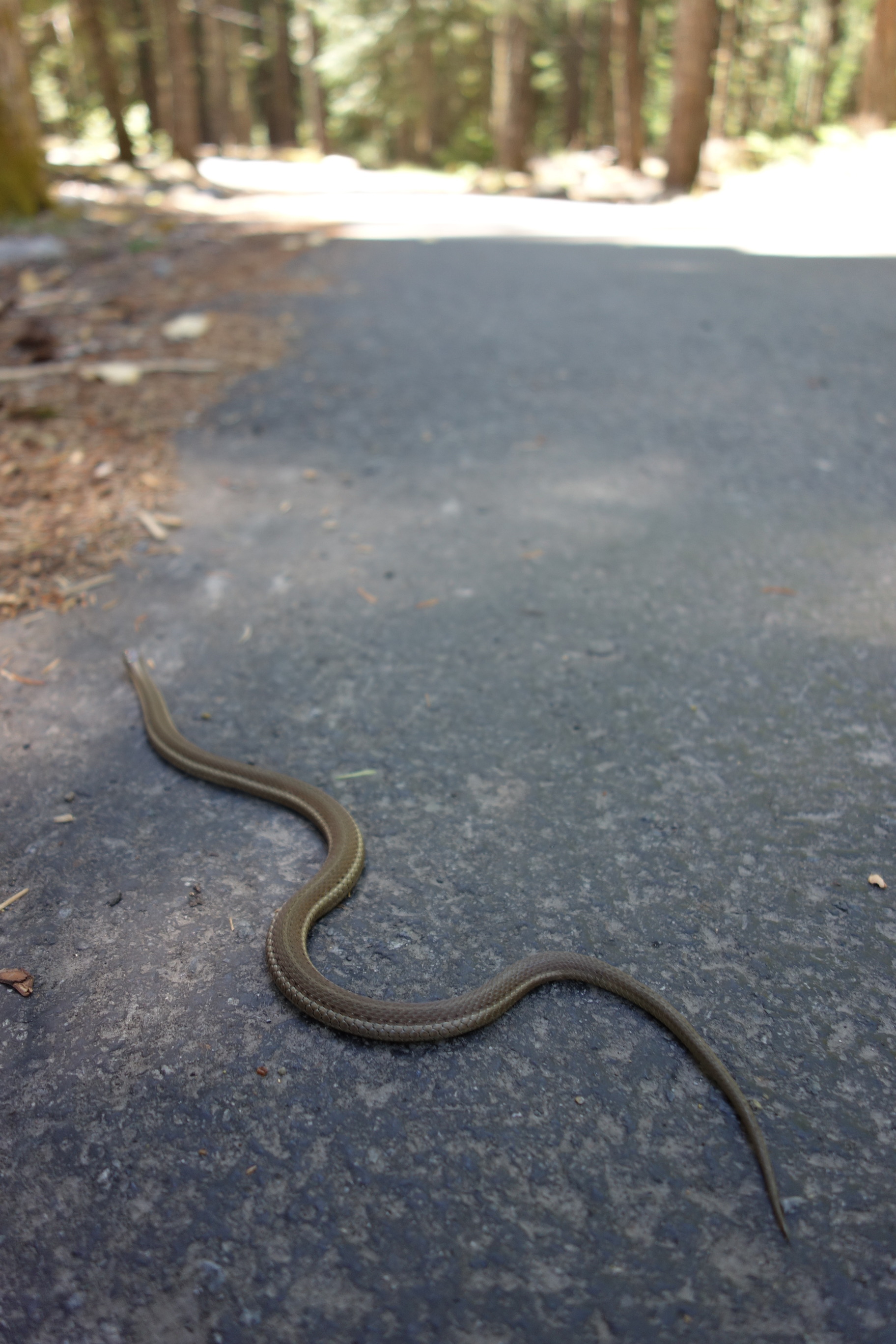 A medium brown snake slithers across a narrow paved road. 