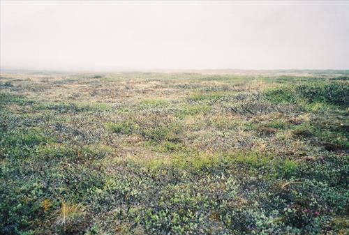 6 Gates of the Arctic National Park and Preserve Itkillik Birds Survey June 2006