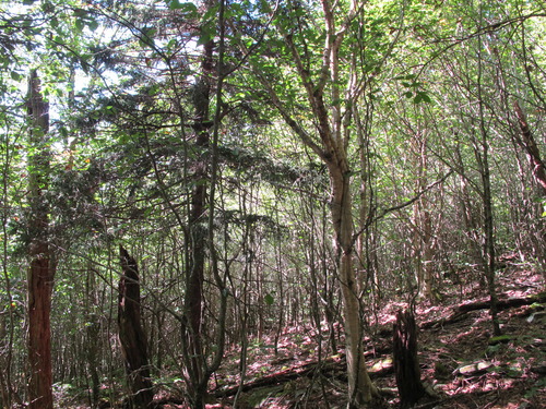 GRSM Accuracy Assessment. Plot Code: GRSM_AA_0893_6