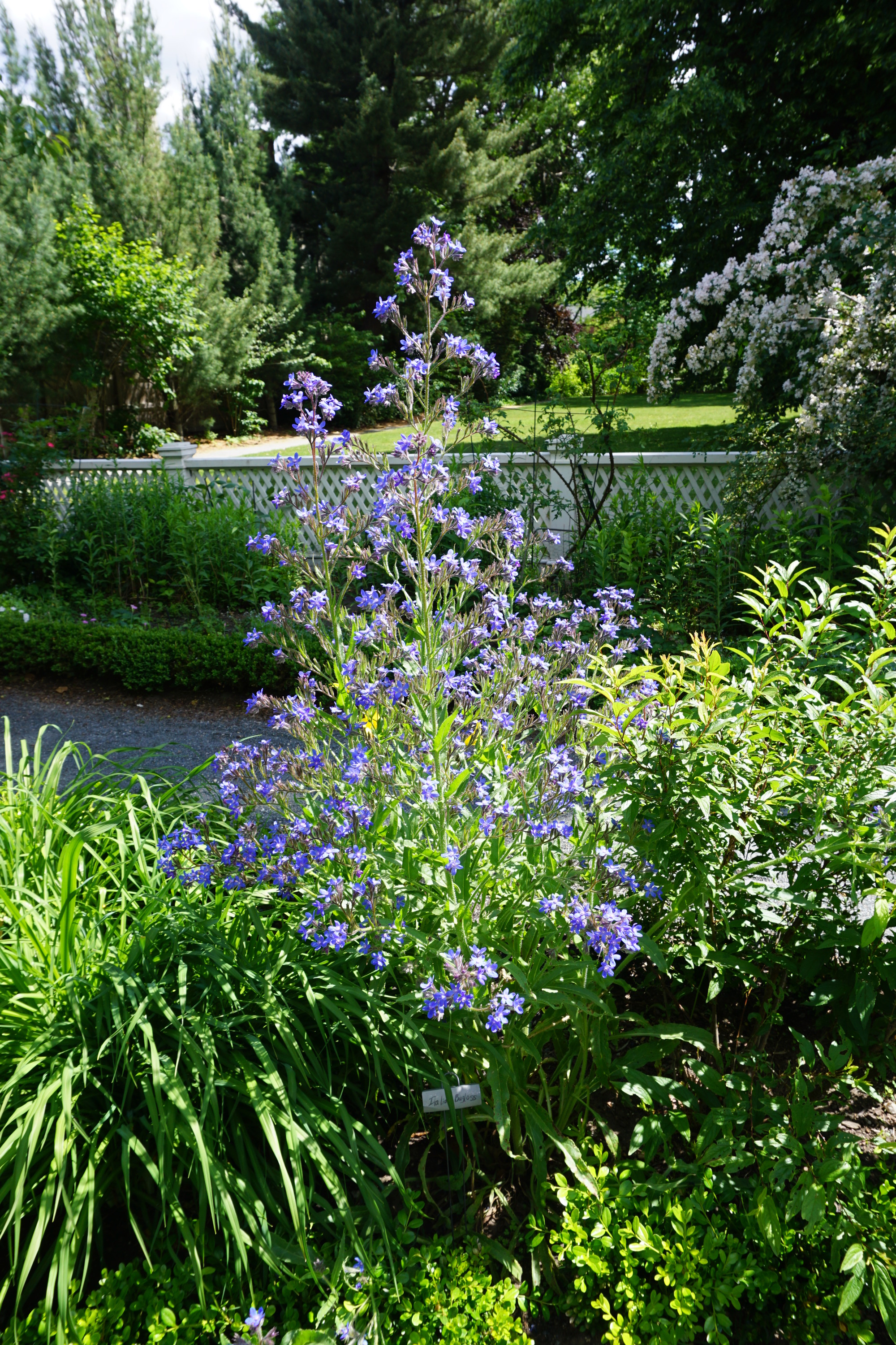 Tall plant in bloom with dark blue flowers