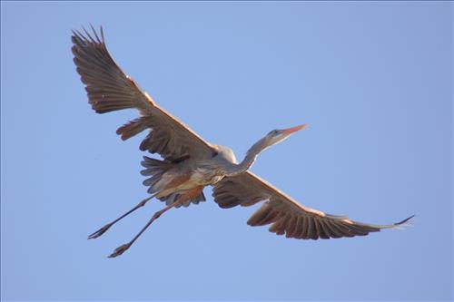 Great blue heron in Cuyahoga Valley National Park