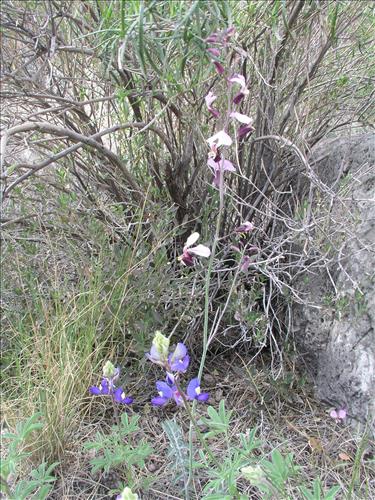 Streptanthus cutleri. Big Bend National Park, Tunnel. March 2007