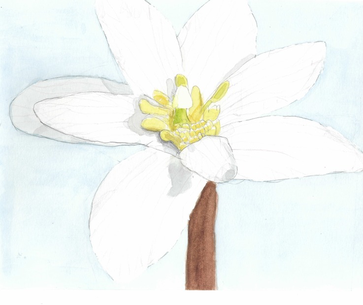 A watercolor painting of a white flower with brown stem.
