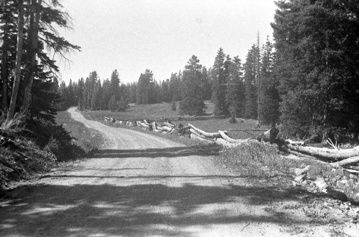 Old rail fences running along road.