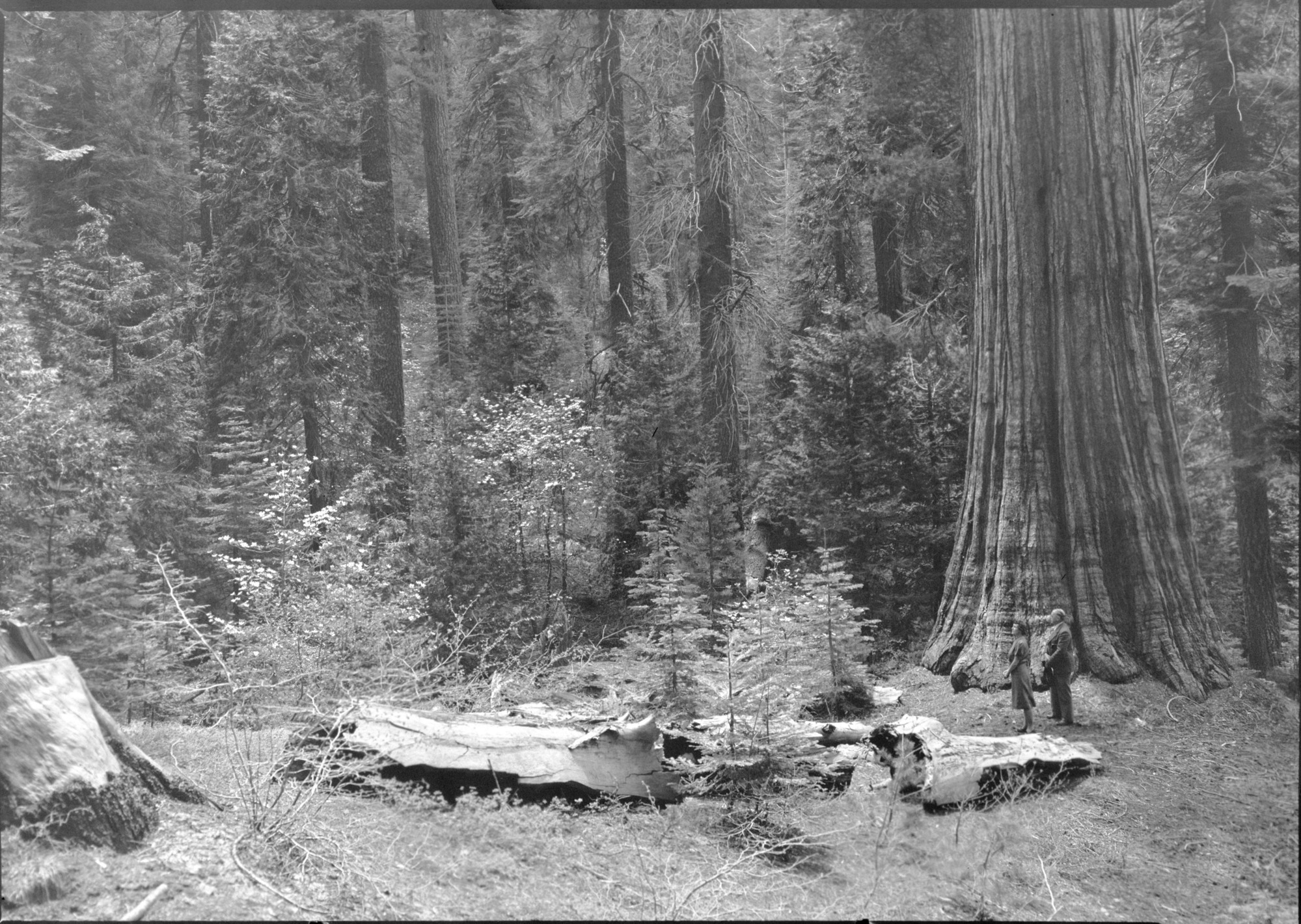 Mr/Mrs. Alfred Noyes in Tuolumne Grove