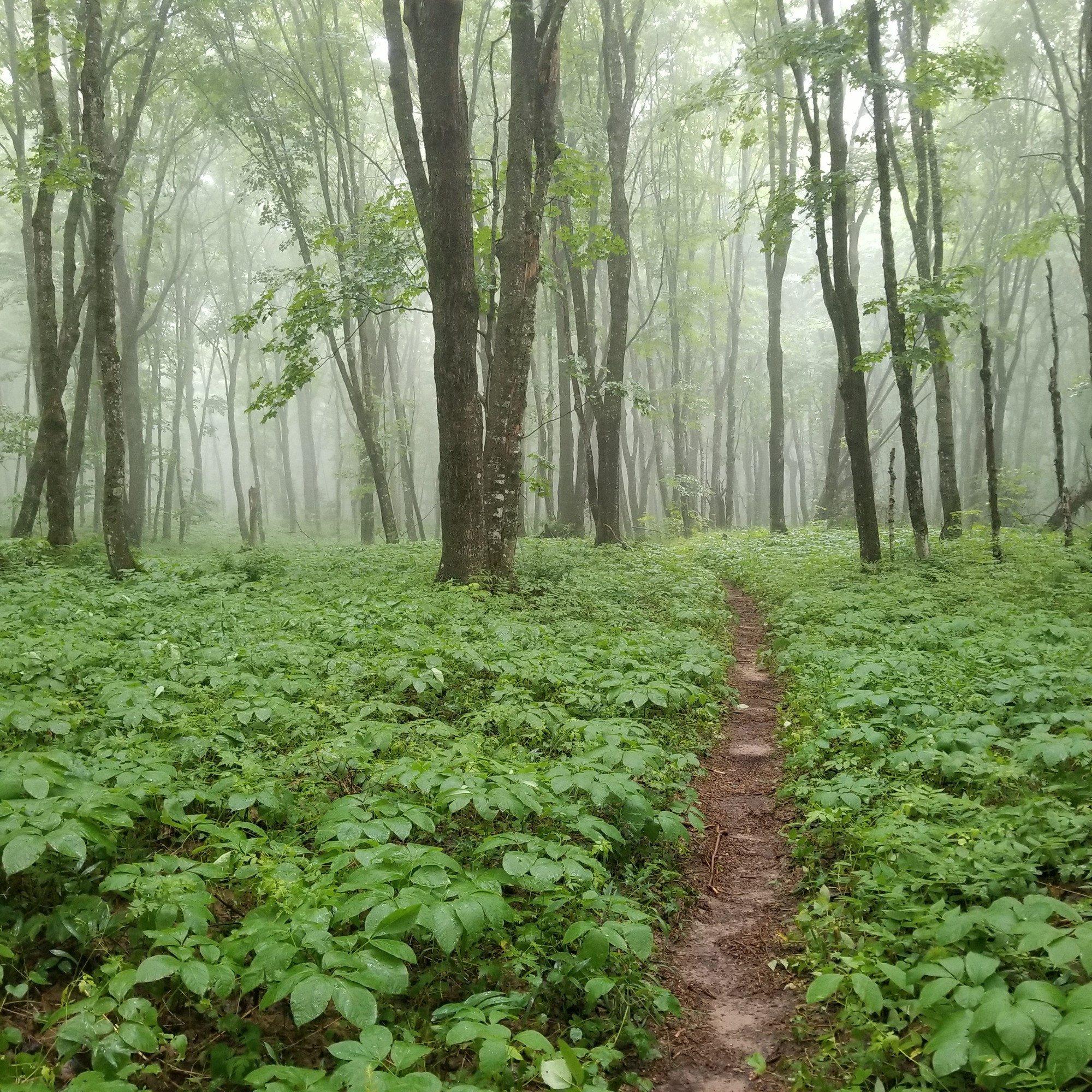 Misty green forest and view of North Country National Scenic Trail