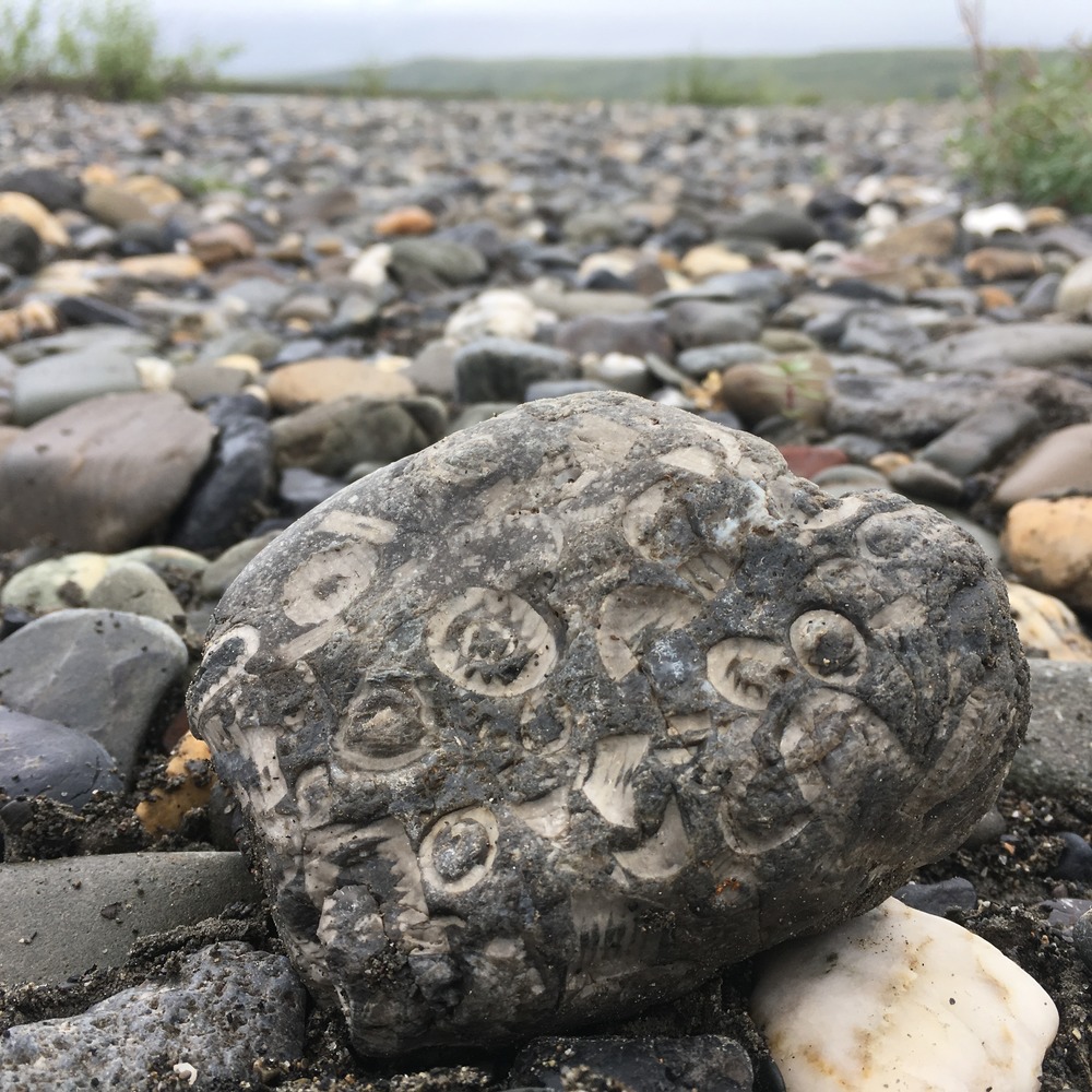A rock covered in small fossils