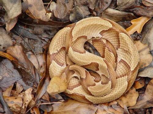 Copperhead among leaf litter.