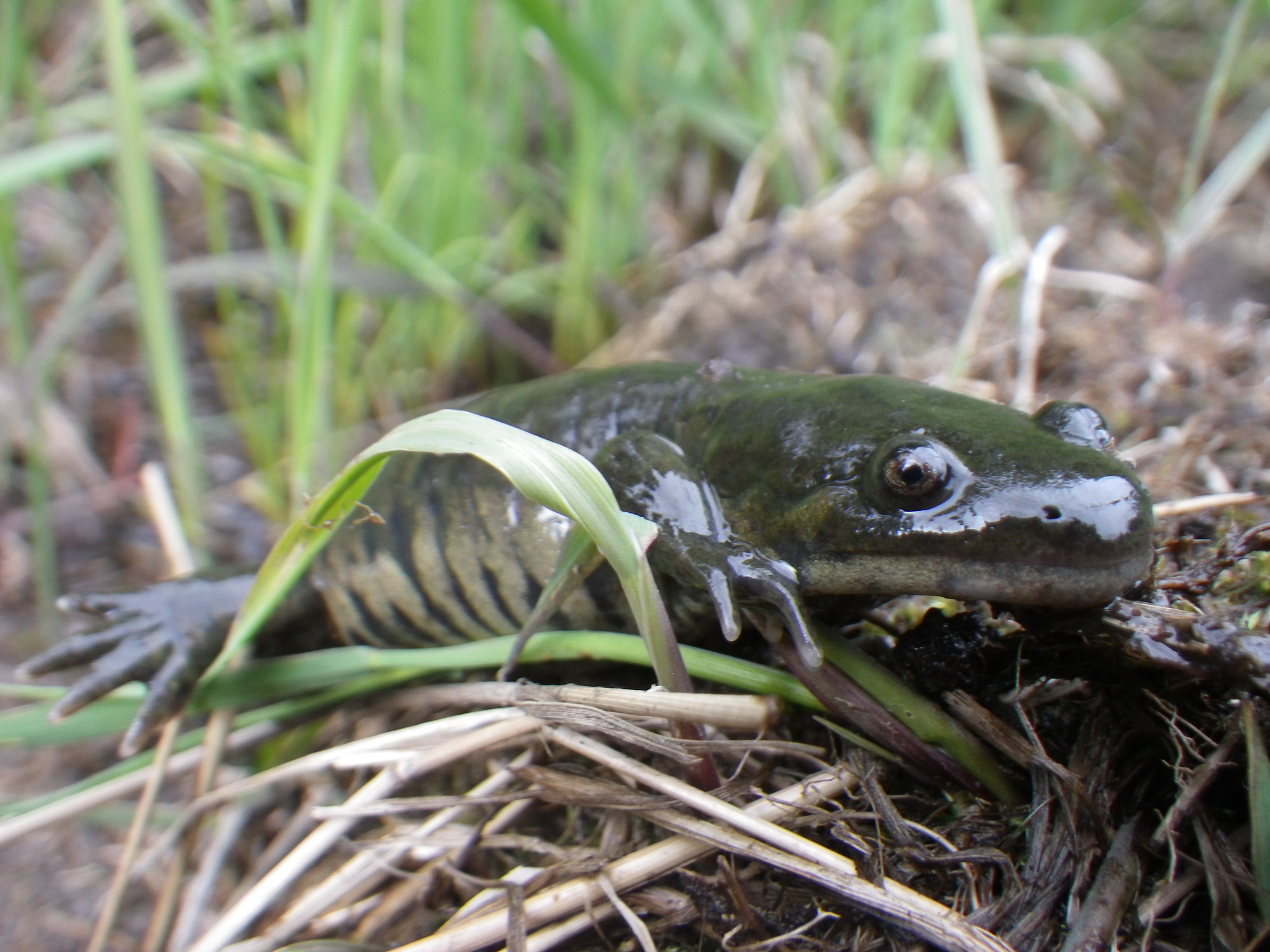 Close-up of the face of a dark green salamander