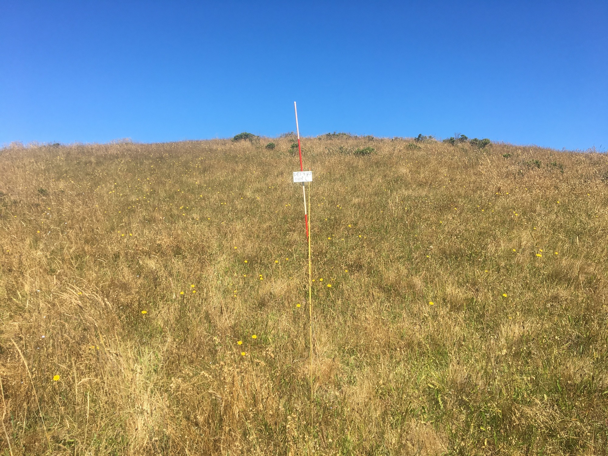 Eye-level view from the center point of a plant community monitoring plot