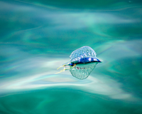 The transparent float, or pneumatophore of this hydrozoan floats on the surface of a turquoise sea.