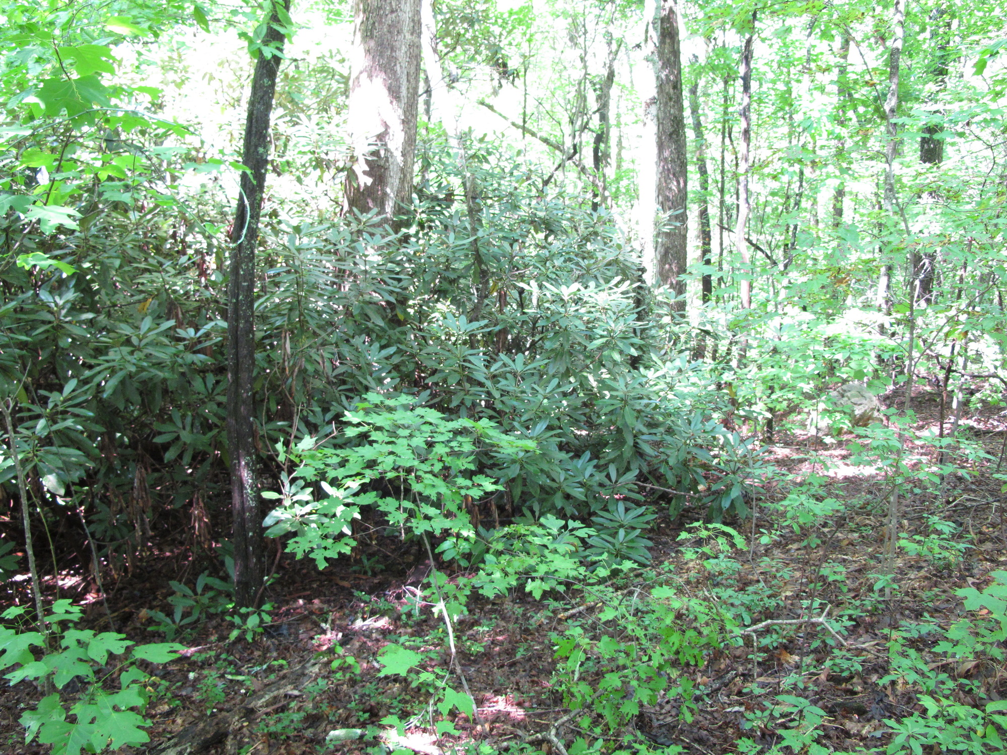 GRSM Accuracy Assessment. Plot Code: GRSM_AA_0514_6