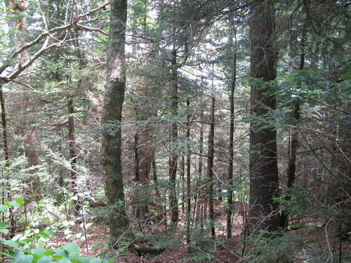 GRSM Accuracy Assessment. Plot Code: GRSM_AA_0113_4