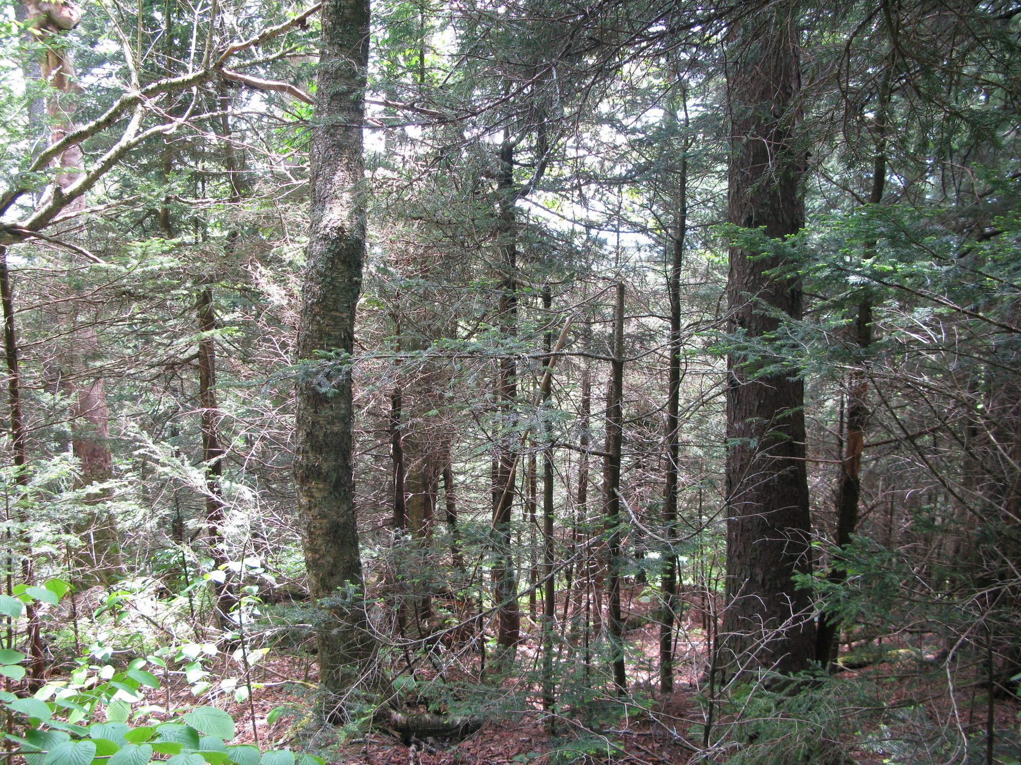 GRSM Accuracy Assessment. Plot Code: GRSM_AA_0113_4