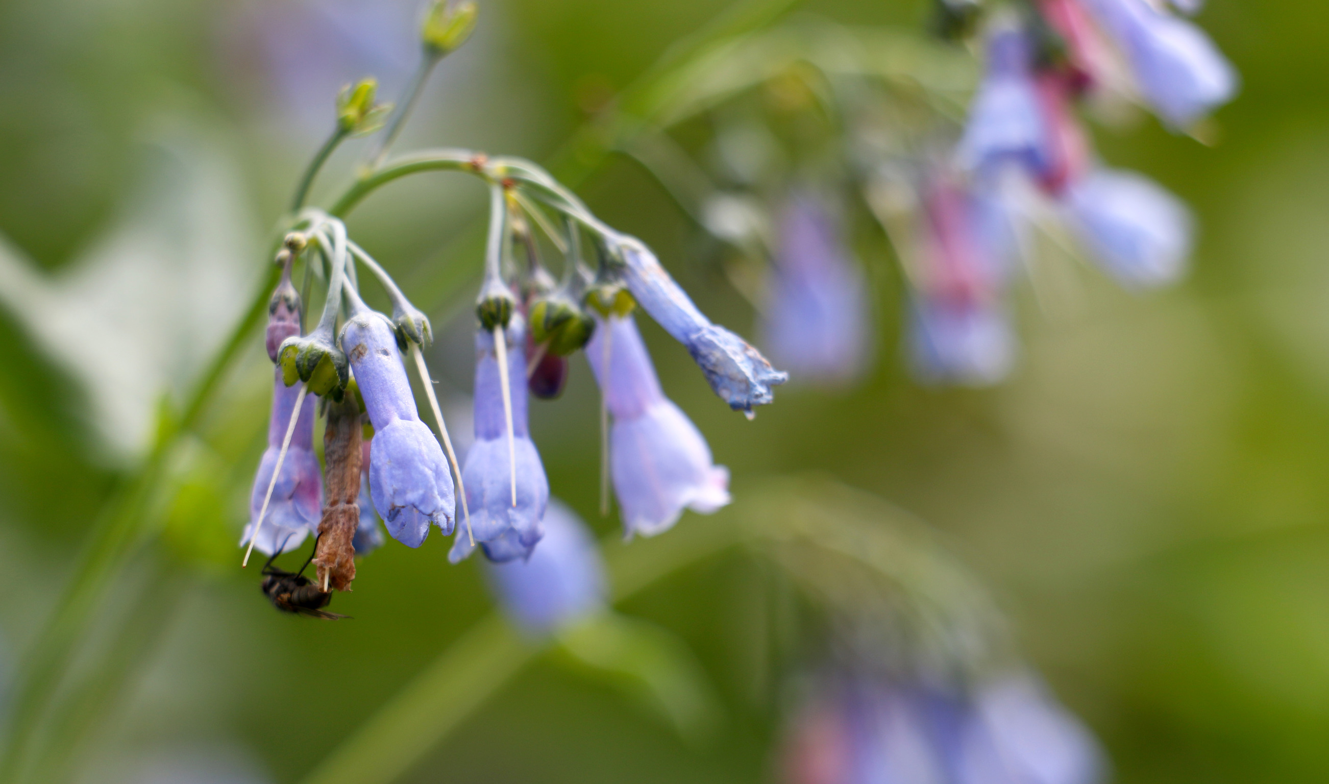 bell shaped blue purple flowers hang down 
