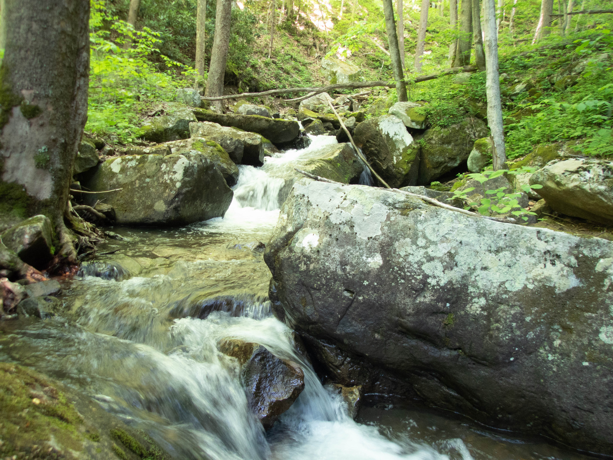 Site visit photo showing the upstream (UP) or downstream (DN) view of a wadeable stream reach taken during fish monitoring at New River Gorge National Park and Preserve.