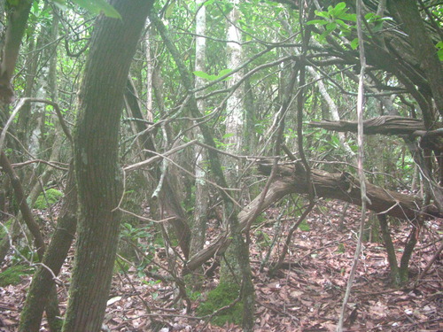 GRSM Accuracy Assessment. Plot Code: GRSM_AA_0793_4