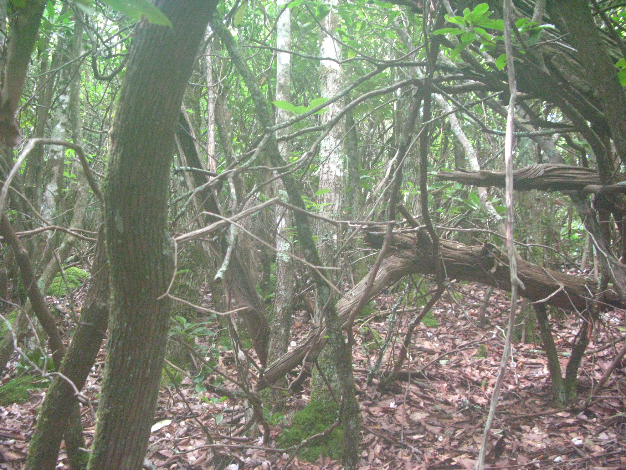 GRSM Accuracy Assessment. Plot Code: GRSM_AA_0793_4