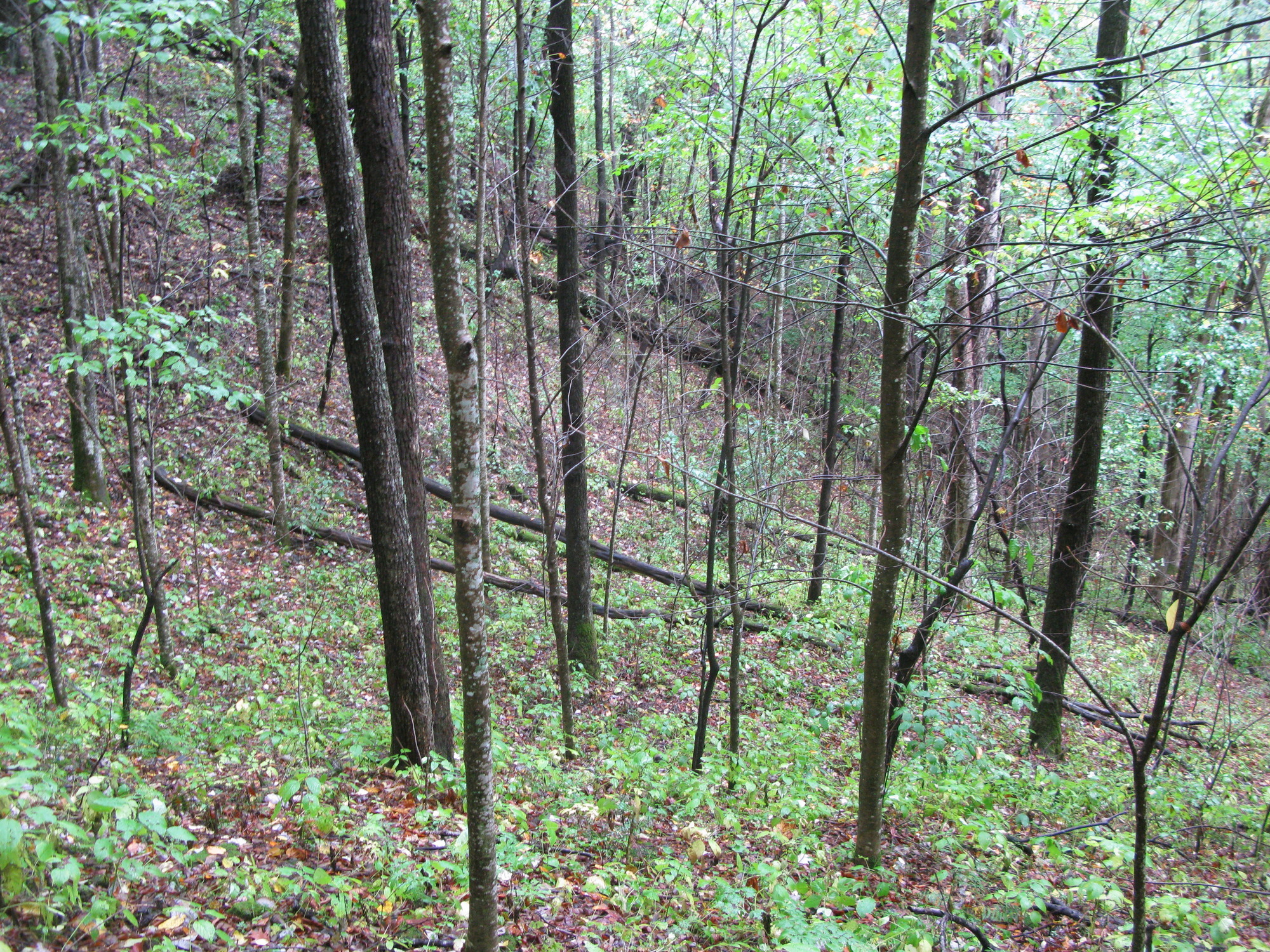 GRSM Accuracy Assessment. Plot Code: GRSM_AA_0209_2