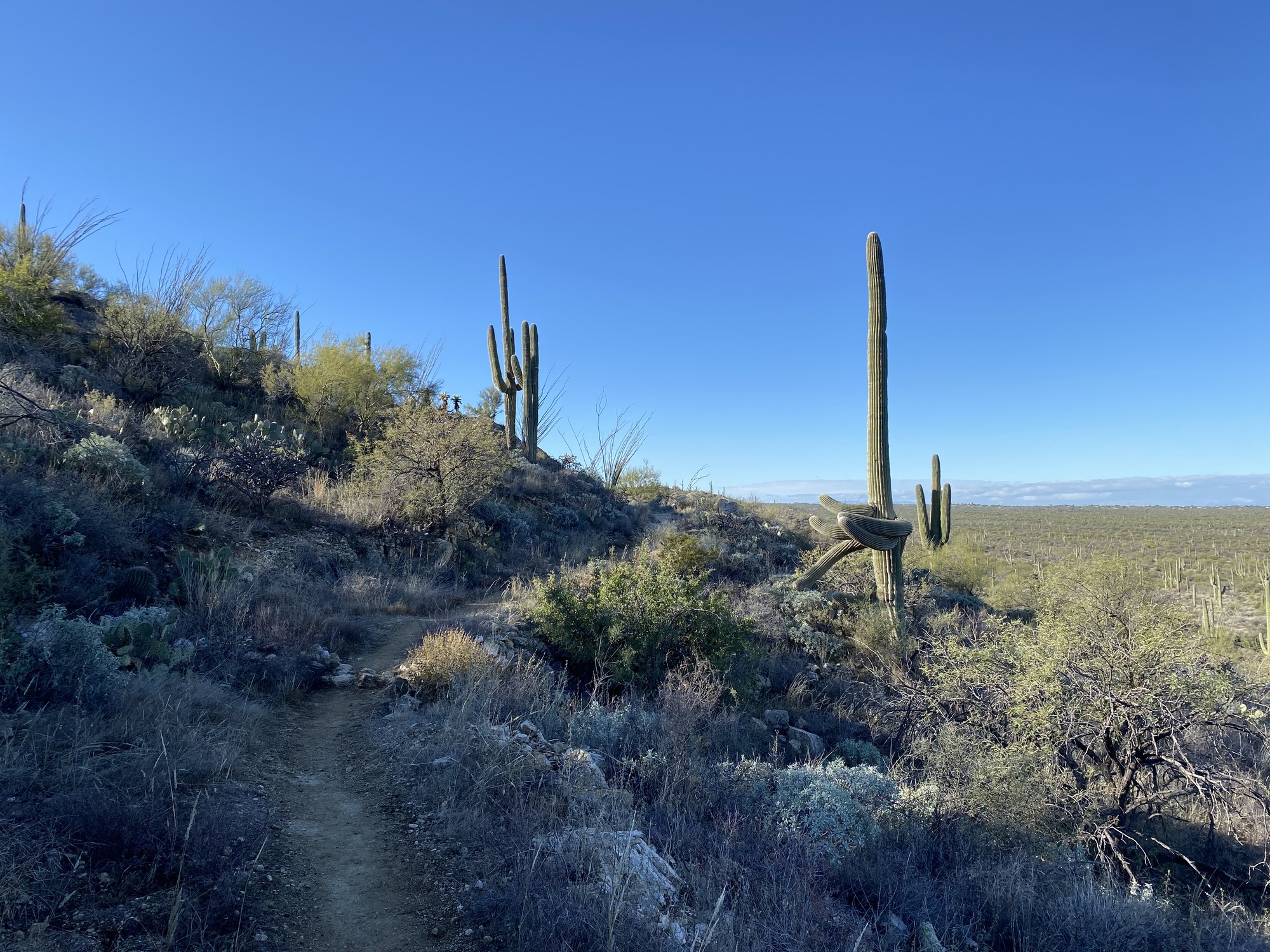 trail along the side of a hill with saguaros surrounding