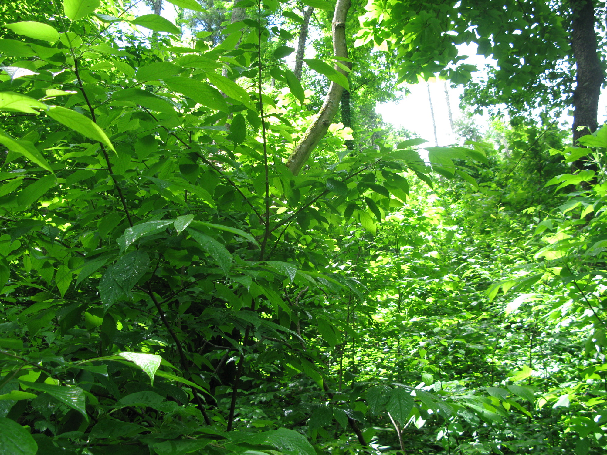 GRSM Accuracy Assessment. Plot Code: GRSM_AA_0534