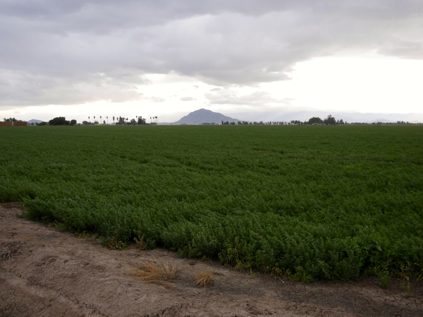 A flat plan with green crops under a gray sky