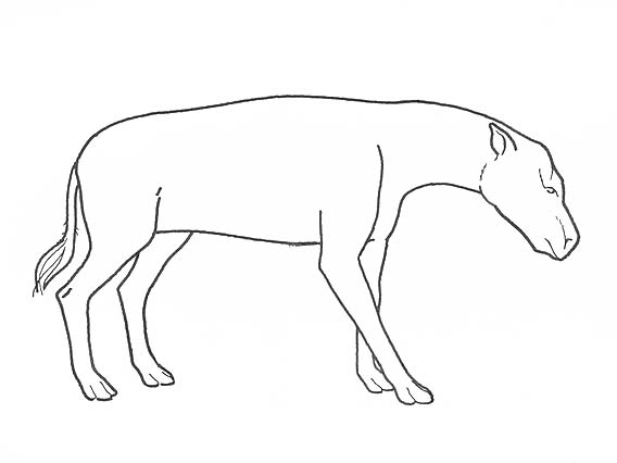 Illustration of a Hyracodon