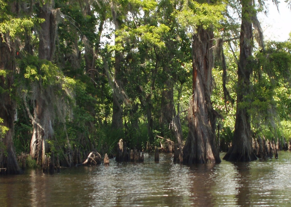 Baldcypress trees along Kenta Canal on a breezy spring afternoon.