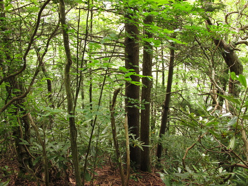 Plot Code: GRSM_AA_0453_6