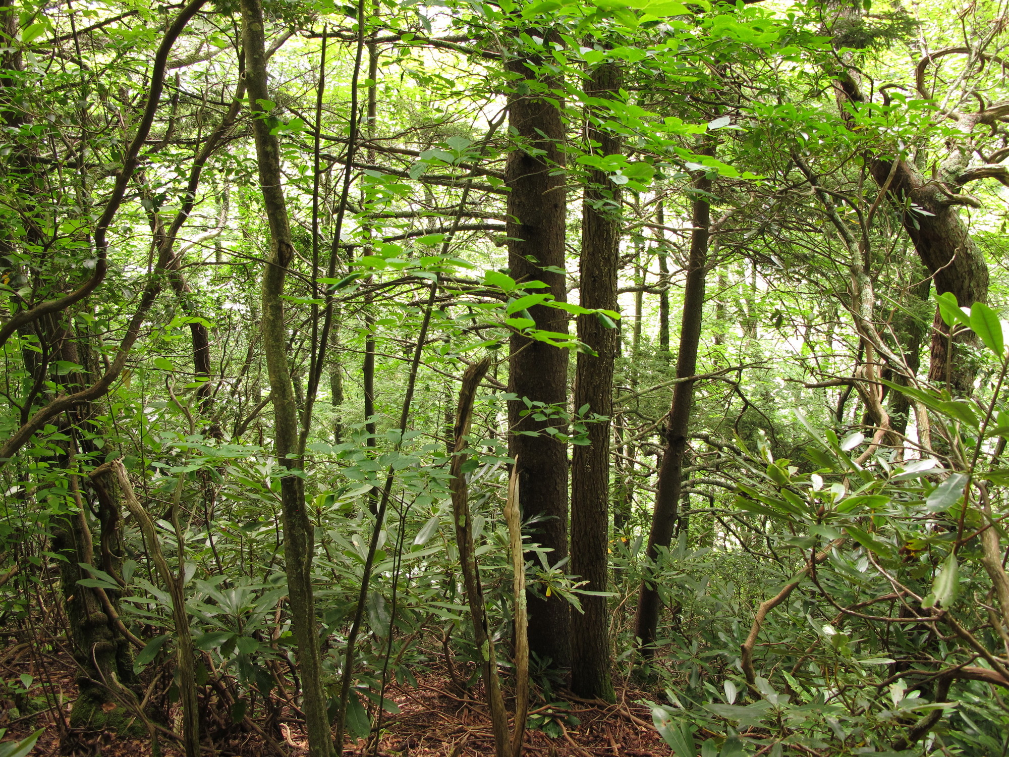 Plot Code: GRSM_AA_0453_6