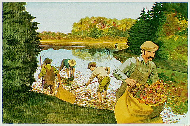 Gardeners and groundskeepers cleaning leaves from Sherwood Pond.