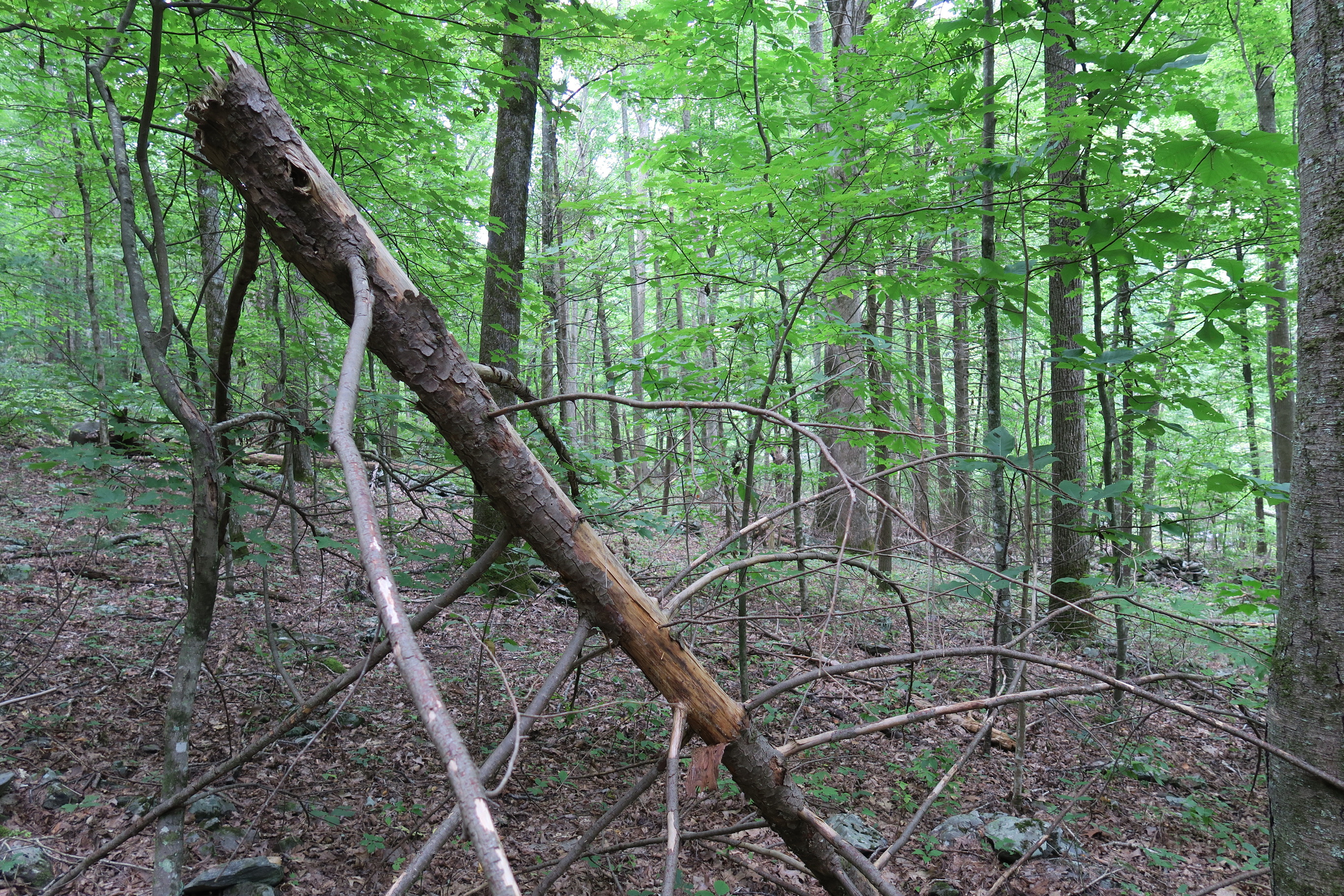 GRSM Accuracy Assessment. Plot Code: GRSM_AA_0766_4