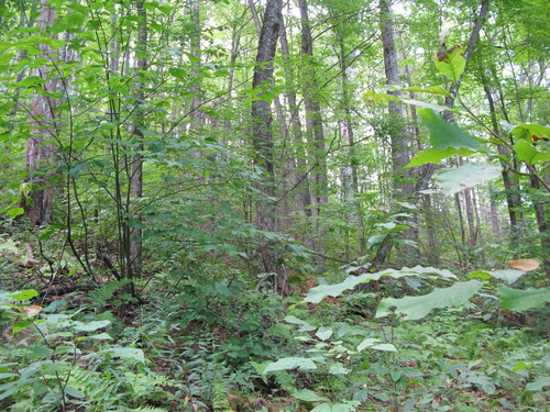 GRSM Accuracy Assessment. Plot Code: GRSM_AA_0262_6