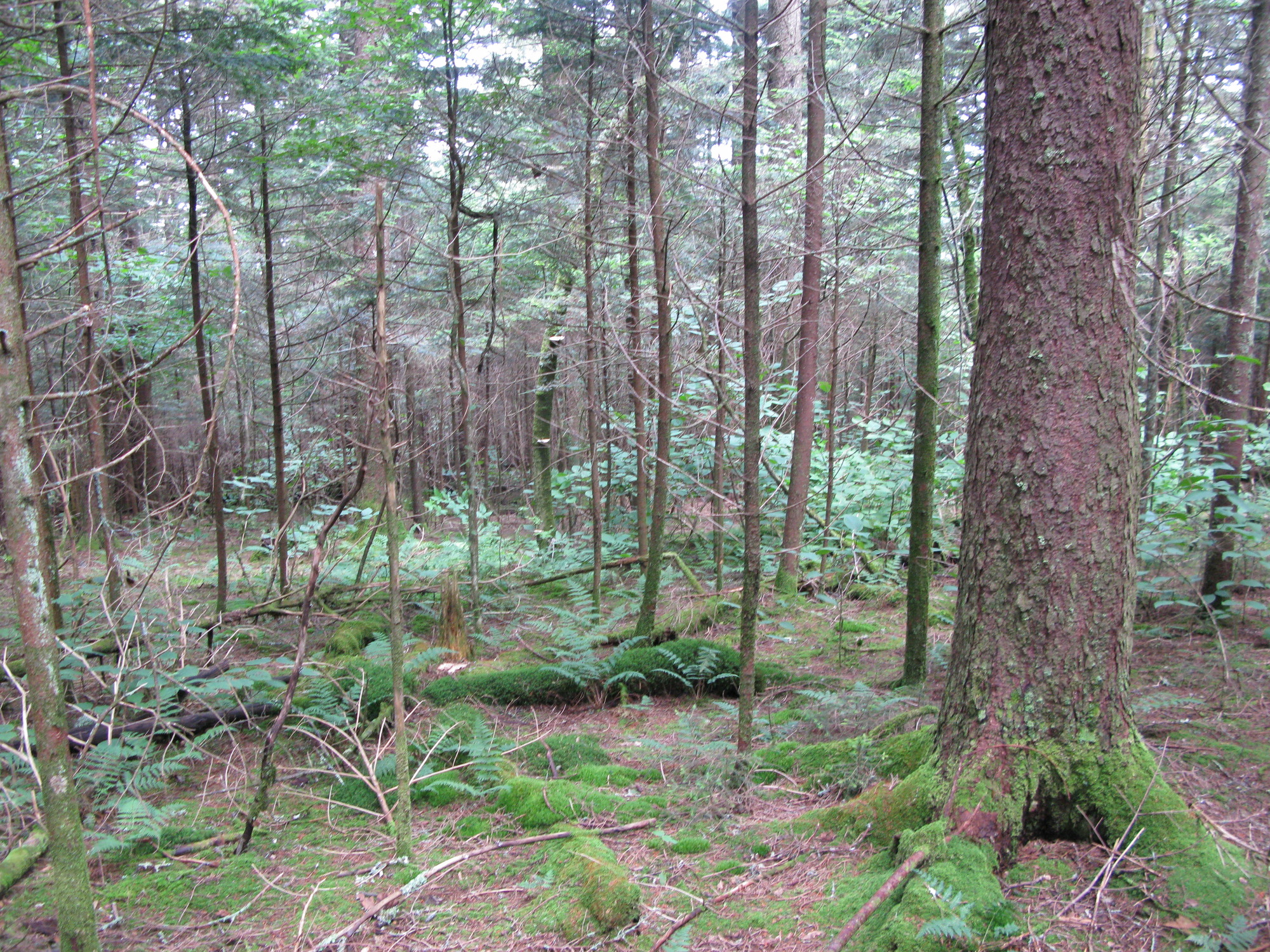 GRSM Accuracy Assessment. Plot Code: GRSM_AA_0827_5