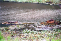 ARPO Animals AlligatorNutria2. 