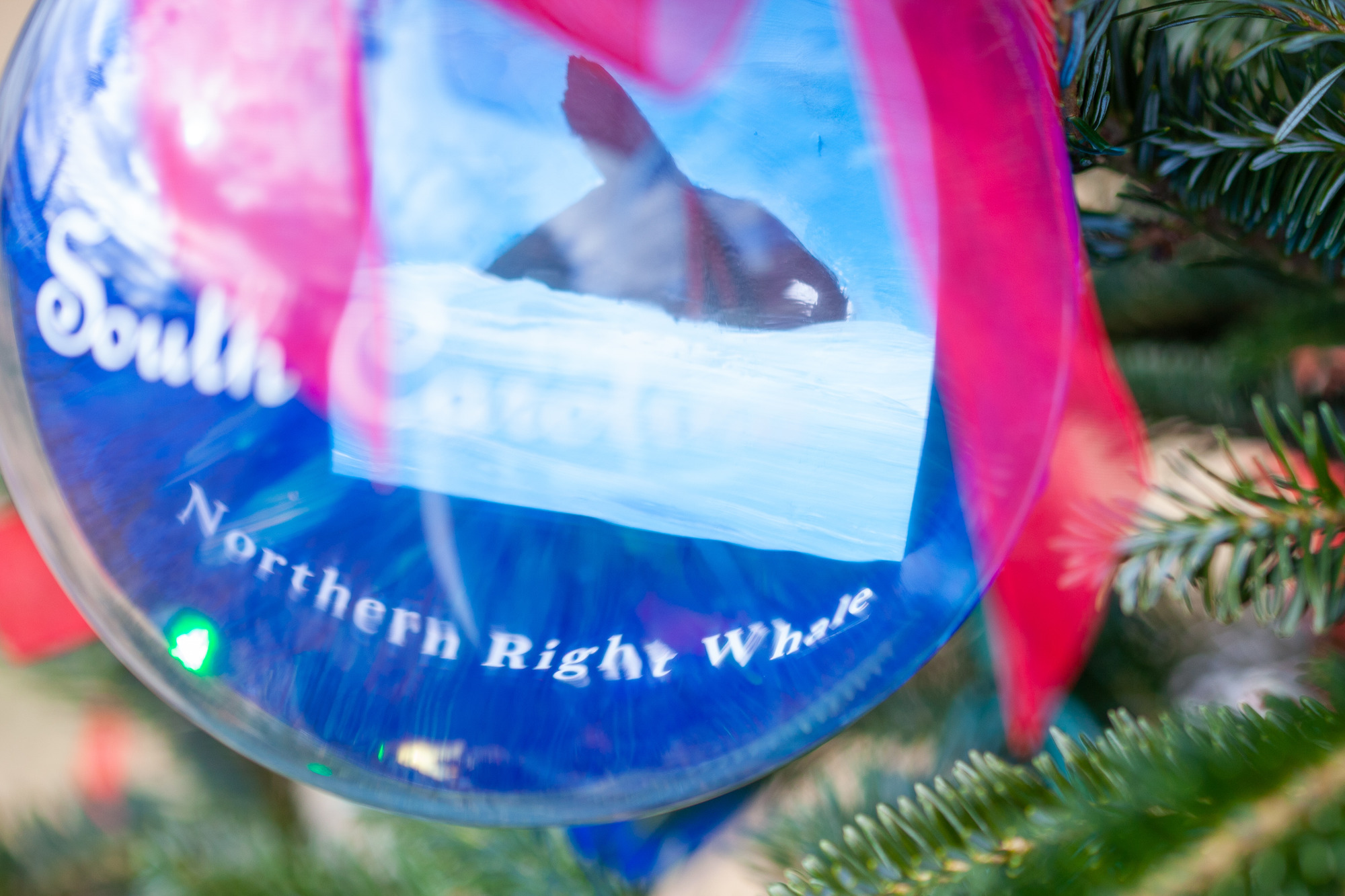 Image of a blue ornament with a whale on it that reads, "Northern Right Whale". 
