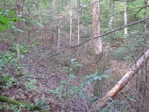 GRSM Accuracy Assessment. Plot Code: GRSM_AA_0562_5