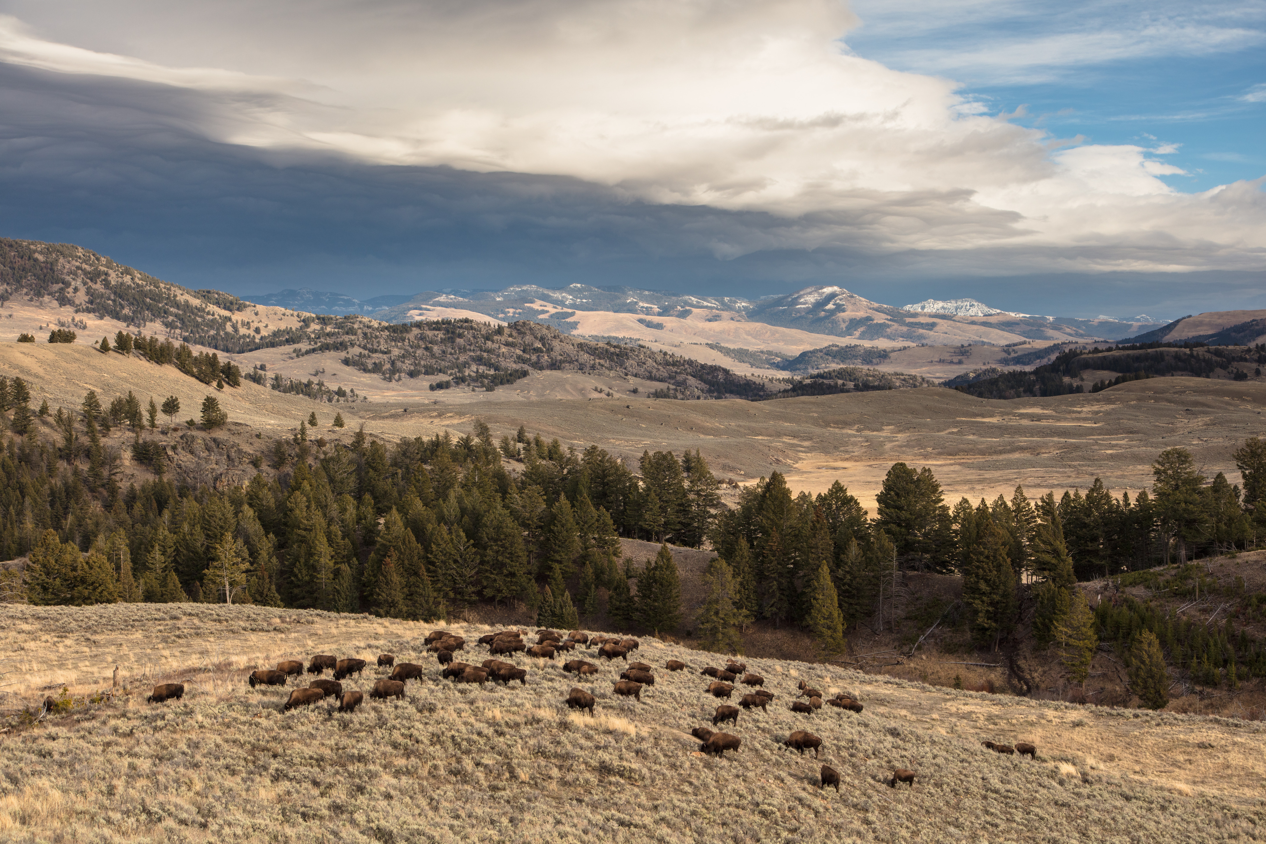 A herd of bison graze on a sagebrush covered hillside as dark clouds hang in the sky in the distance.