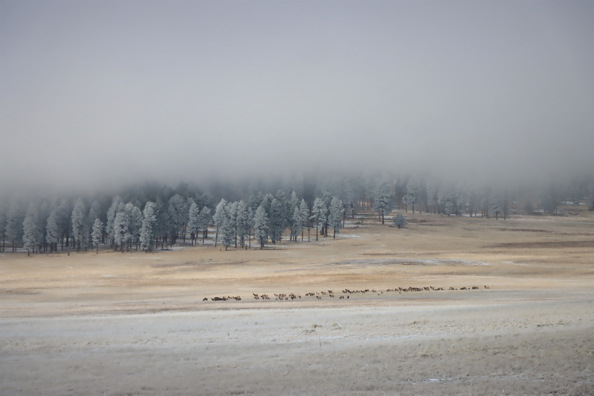 A herd of elk grazing in the distance near a forest of frosty trees and fog hovering overhead.