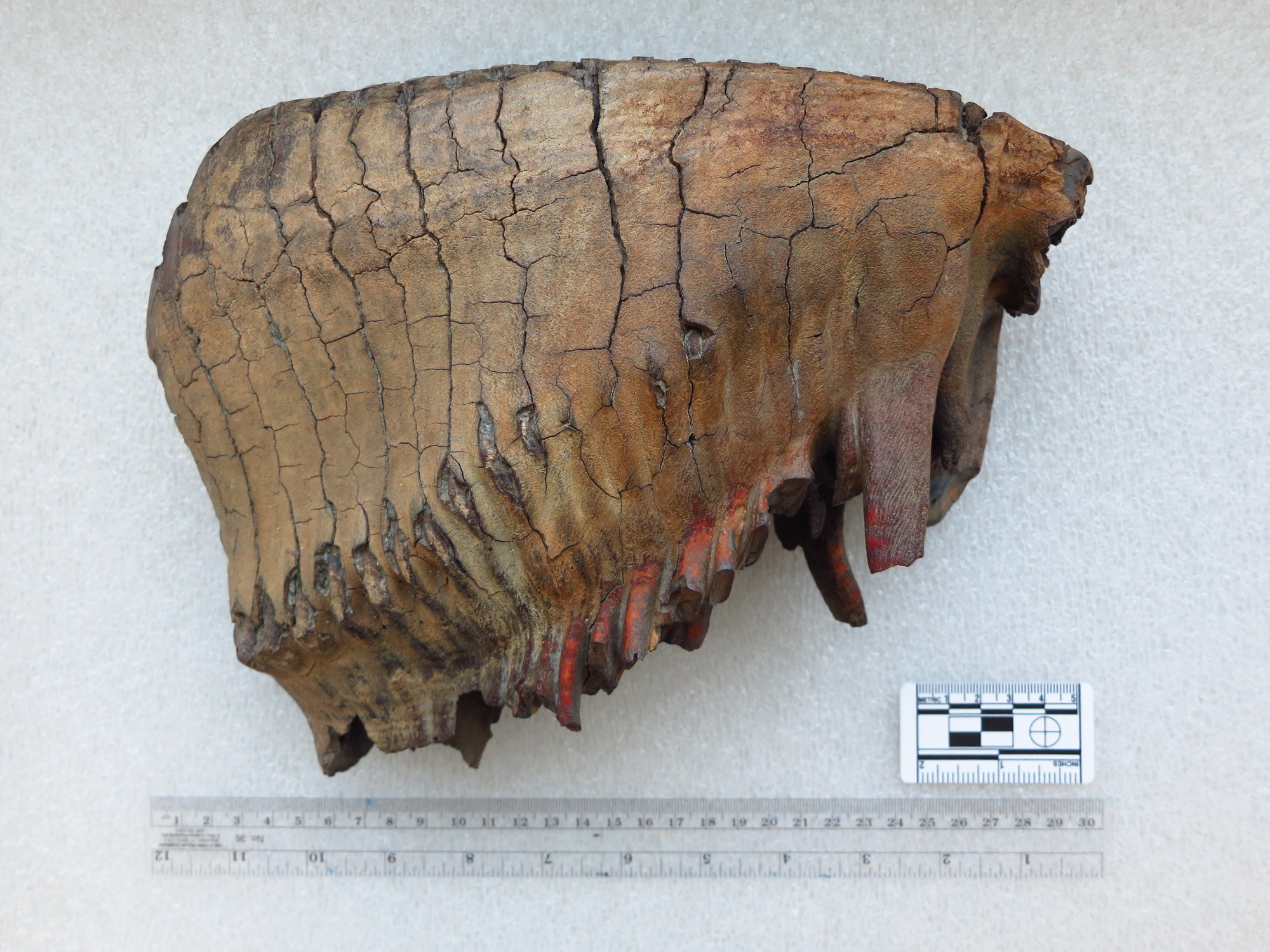 Photograph of a mammoth tooth, with scale bar. In this instance, “mammoth” refers both to the size and the species of the tooth. It is large and brown, with cracks and many roots.