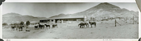 This is an historic black and white panoramic photograph from the Scotty's Castle Historic Photograph Collection, Death Valley National Park of about twelve horses standing inside a fenced pasture. Building with wood framing behind fenced pasture. Man standing between building and pasture. Piece of equipment in pasture. Building supplies in background. Desert hills in distance. Inscriptions on bottom white border.