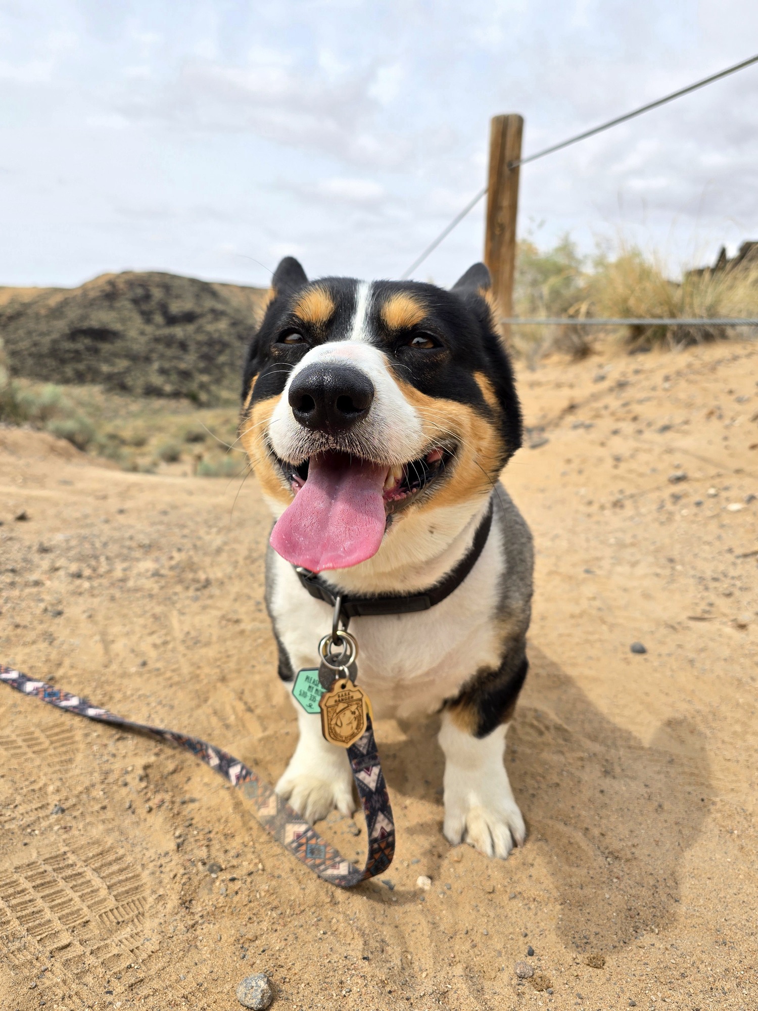 A small black, tan, and white corgi dog with his tongue sticking out wearing a dog tag and leash.
