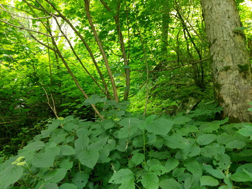 Plot Code: GRSM_AA_0544_4