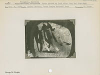 hfca_1607_iva_013_10_002_1731_a. Antelope [American Pronghorn]: Horns picked up just after they had been shed.. Locality: Indian Gardens, Grand Canyon National Park. Negative #: 1731