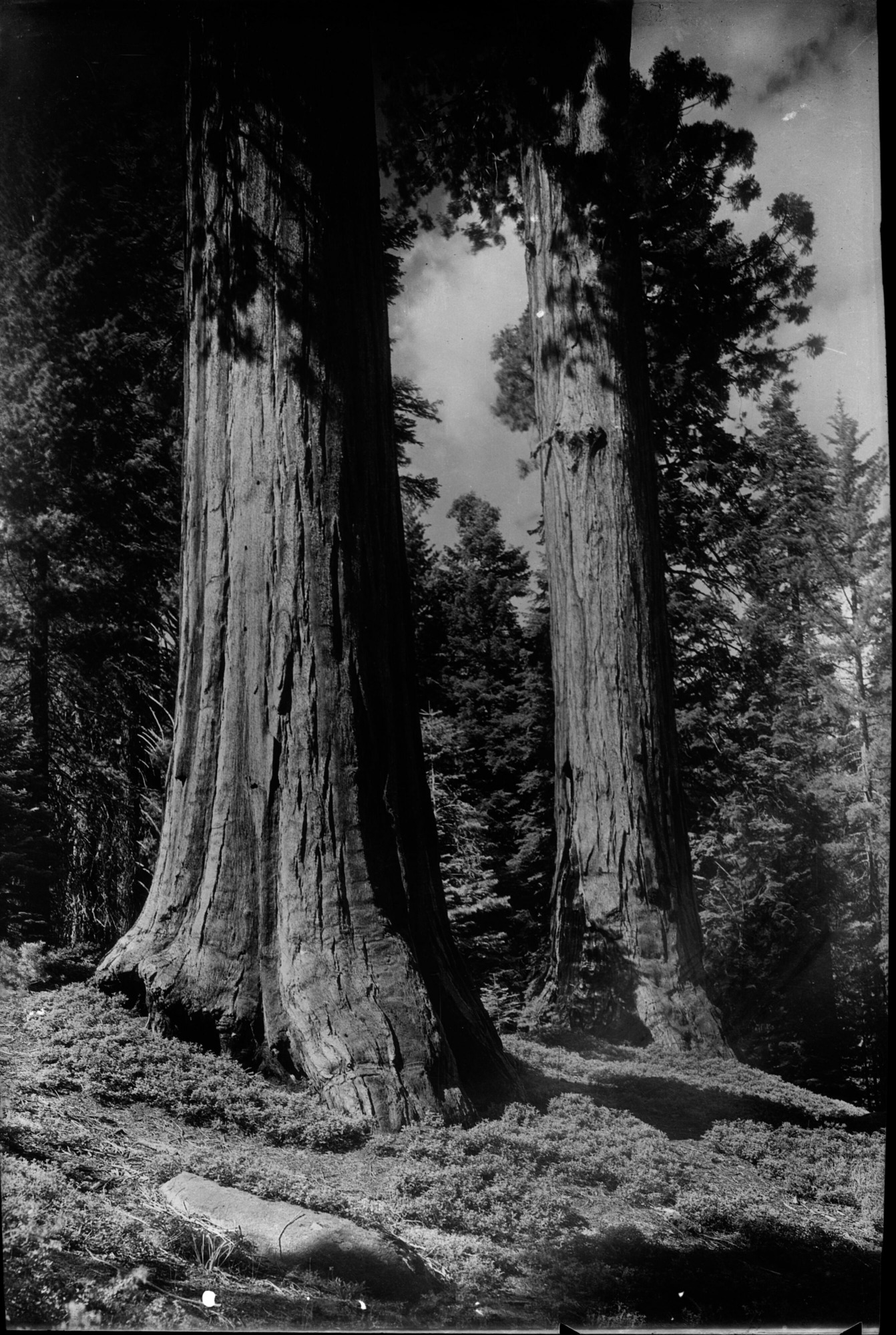 SEKI Roberts Collection Series: 2 Negatives; 13 Sequoias