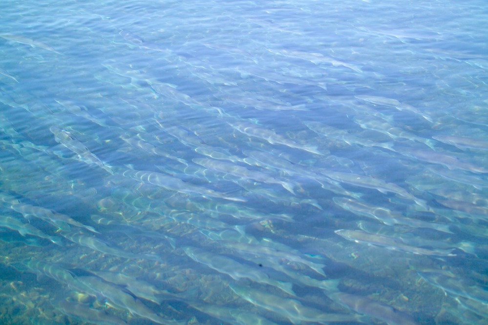 Each summer millions of sockeye salmon return to spawn in their home waters. Their journey home is wrought with dangers including commercial salmon fleets, subsistence harvesters, anglers, and predators.